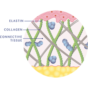 complejo colágeno-elastina sanosan