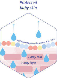 Layers of the baby's skin and the protective function of the milk protein