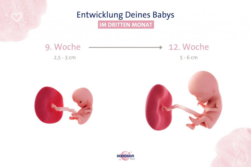 Entwicklungsstadium Deines Babys im dritten Schwangerschaftsmonat Infografik