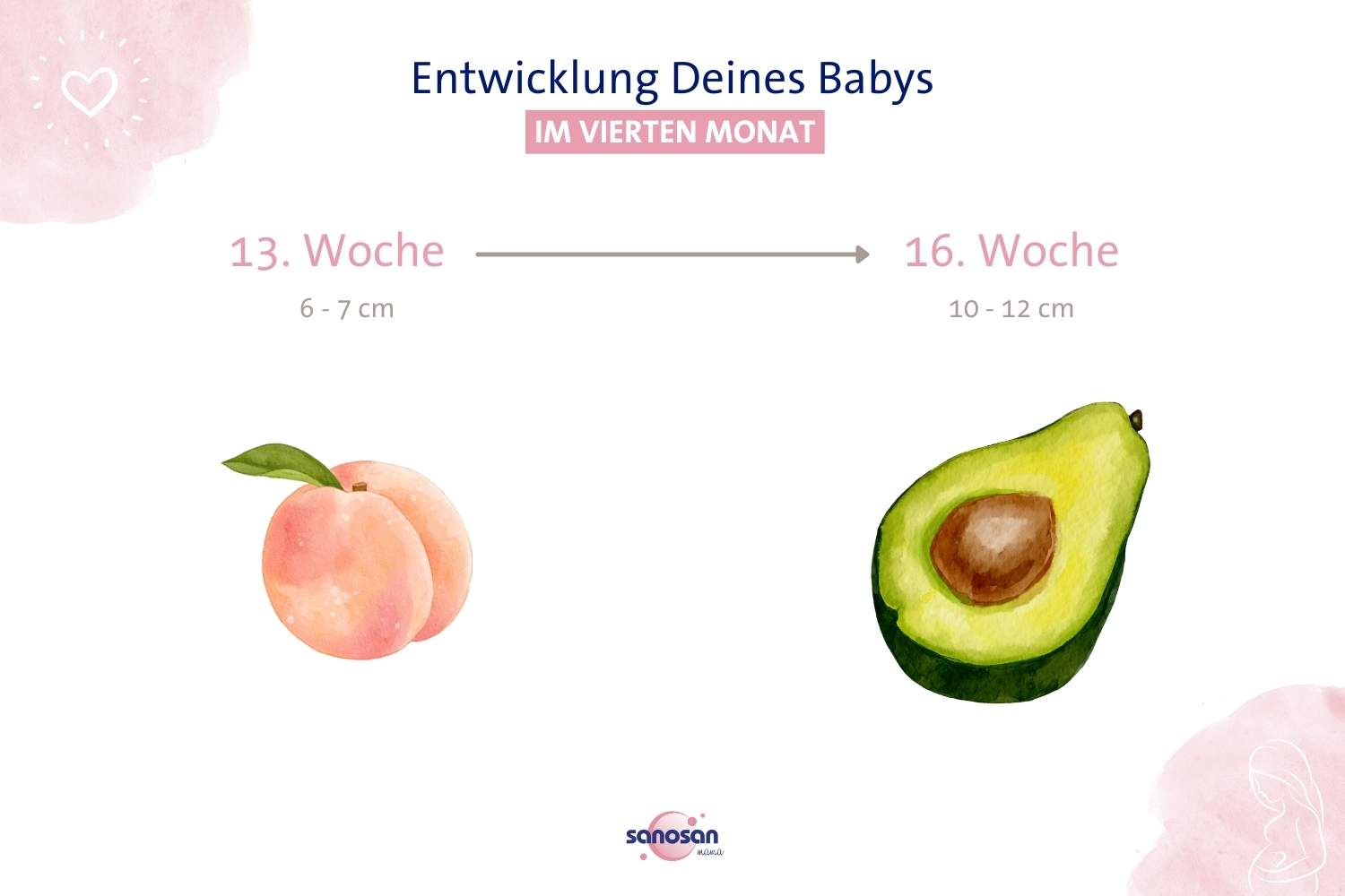 Entwicklung deines Babys im vierten Schwangerschaftsmonat Infografik