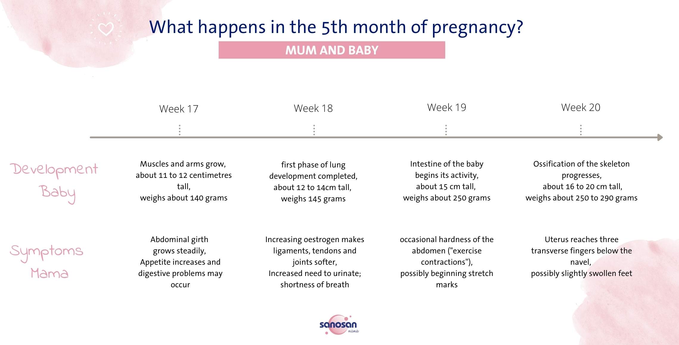 The Fifth Month Of Pregnancy Sanosan