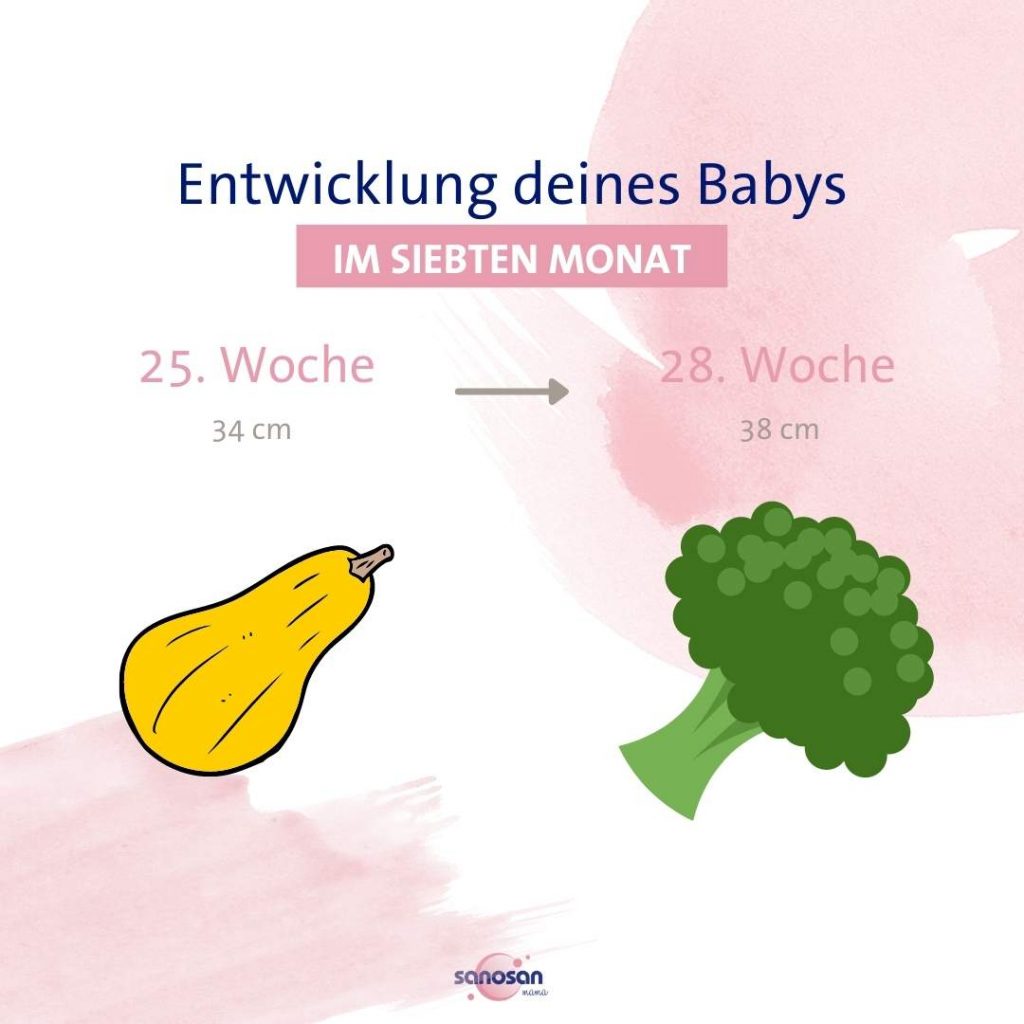 Infografik zum Babywachstum im siebten Schwangerschaftsmonat